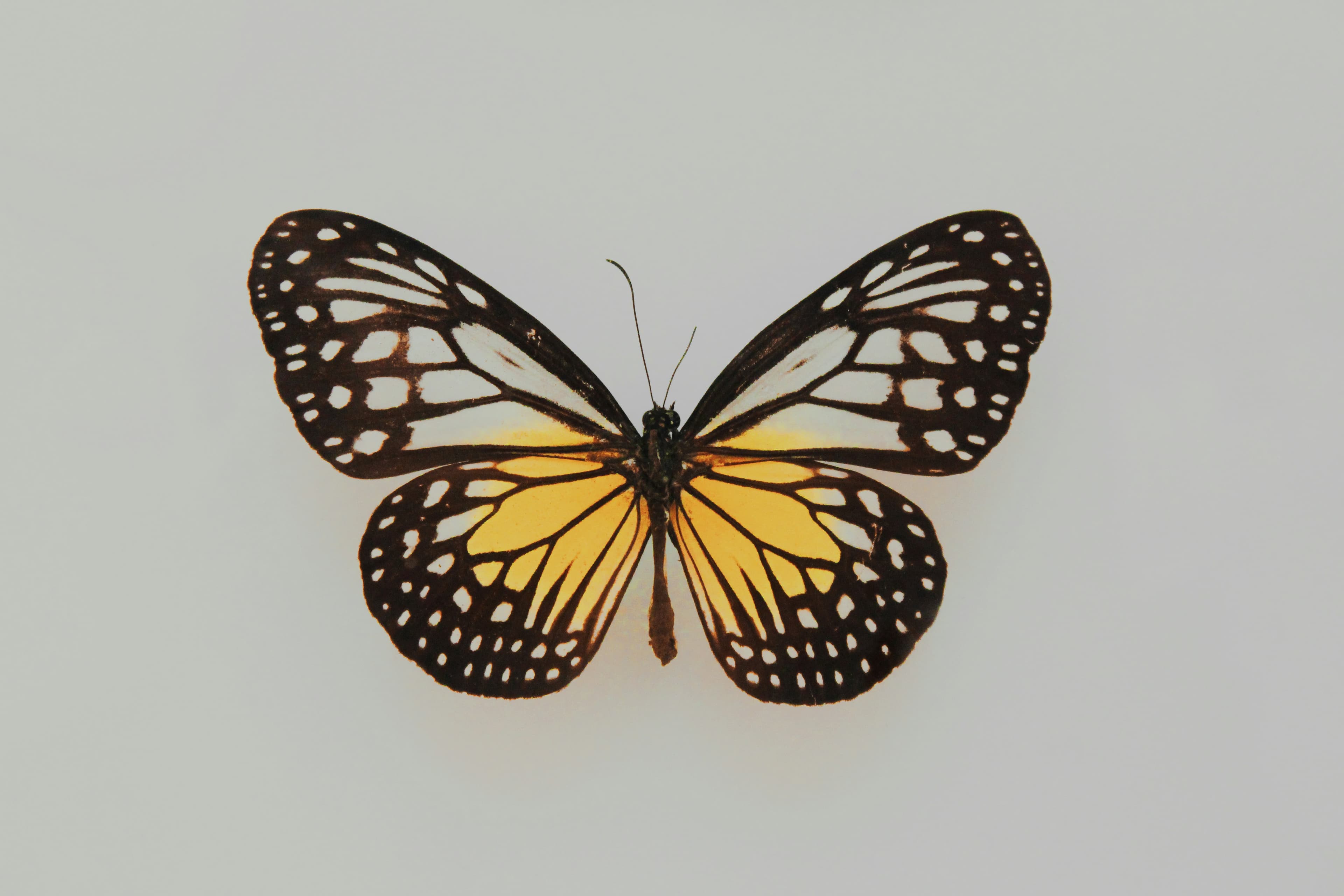 Butterfly garden and pollinator workshop