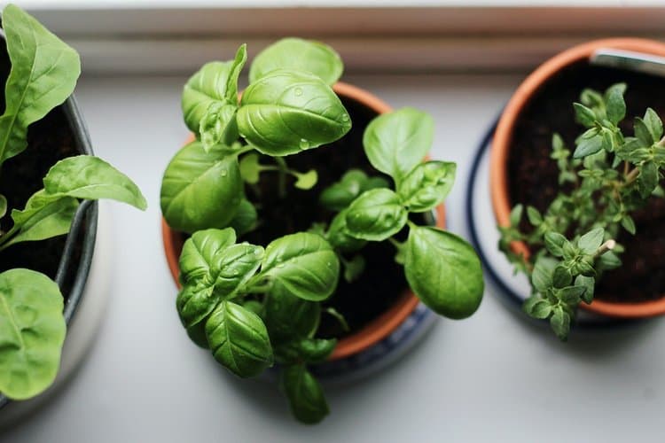 Herb Gardening