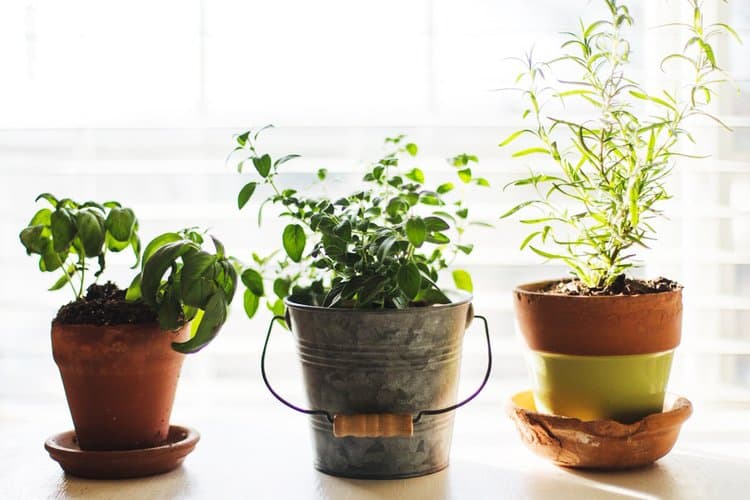 Herb Gardening
