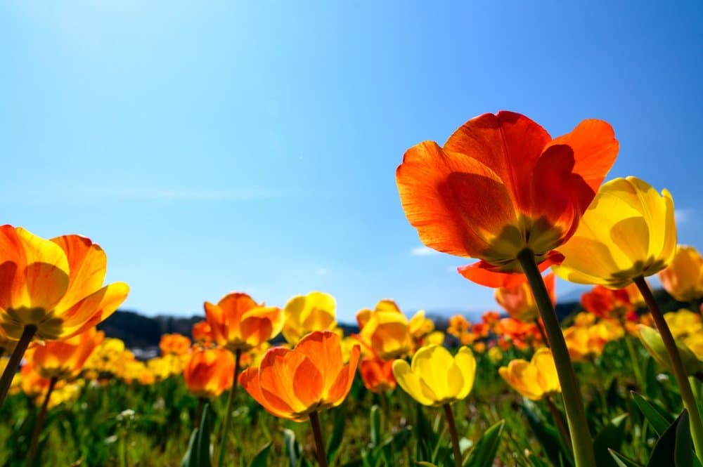 30+ Fun Spring Icebreaker Questions For Team Building