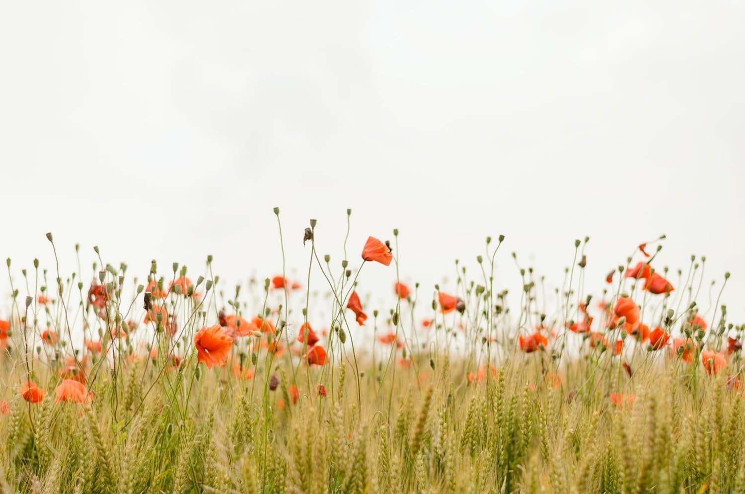 20+ Fun Earth Day Activities To Celebrate At Work