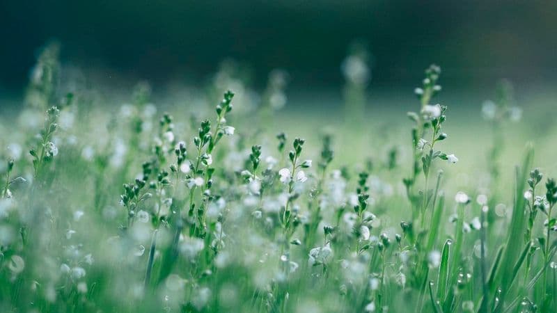 20+ Fun Earth Day Icebreakers To Celebrate At Work