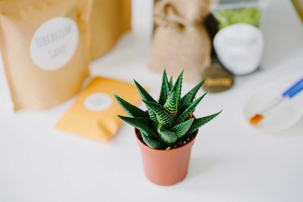 66dd1439c5e6c9bbd1df6e1e terrarium making team building activity kit 025