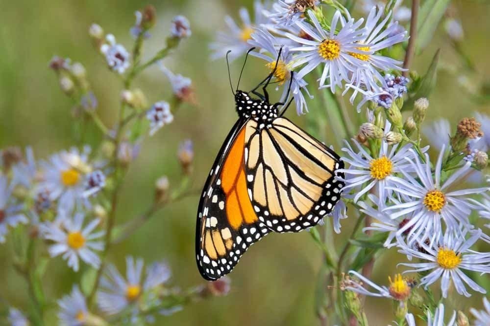 66dd1439d8240ad070f22bbf kraftylab earth day butterfly garden kit