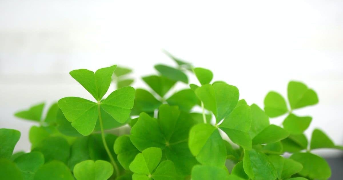 Fun St. Patrick's Day Icebreaker Games For Work