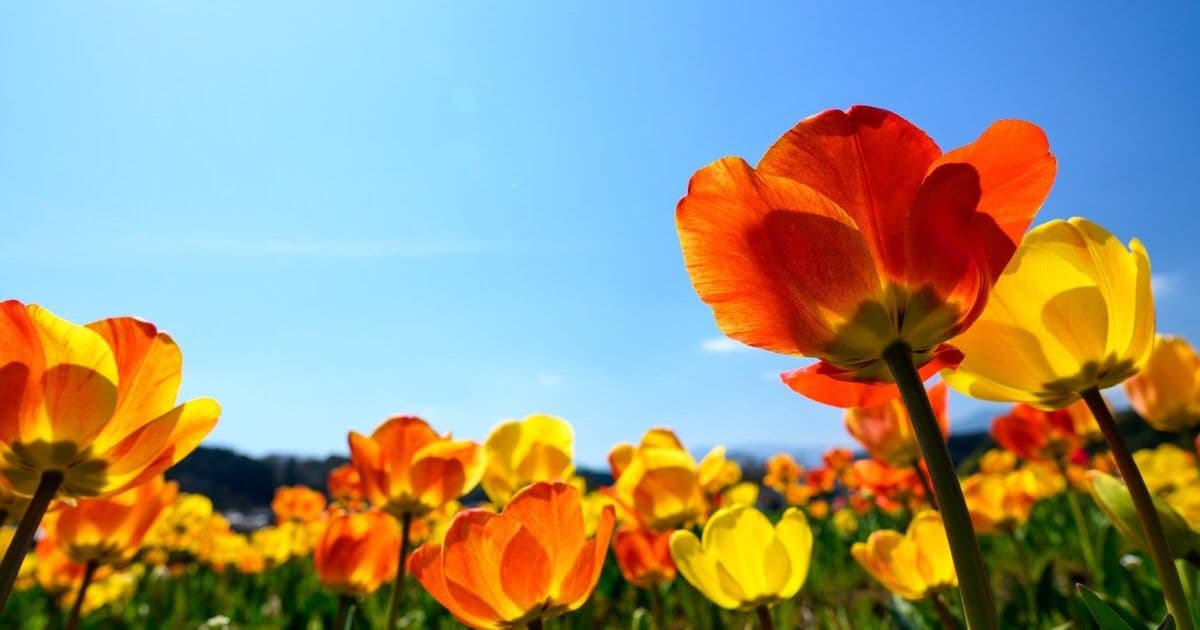 30+ Fun Spring Icebreaker Questions For Team Building