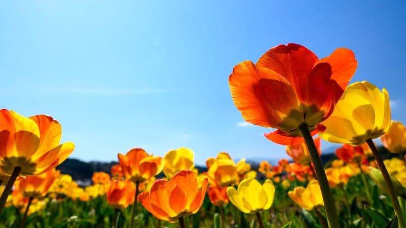 30+ Fun Spring Icebreaker Questions For Team Building