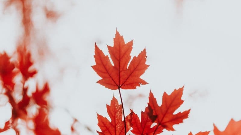 How To Host A Fun Virtual Fall Happy Hour Experience