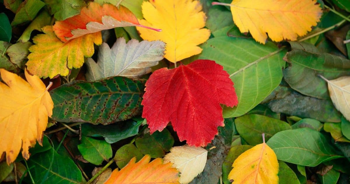 40 Fun Fall This Or That Questions For Team Building