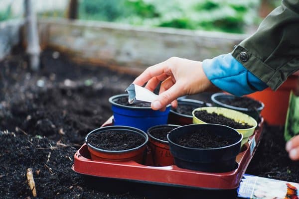 Tea garden blogs optimized