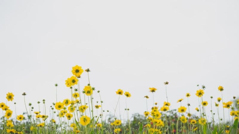 40+ Fun Spring Trivia Questions And Answers For Work