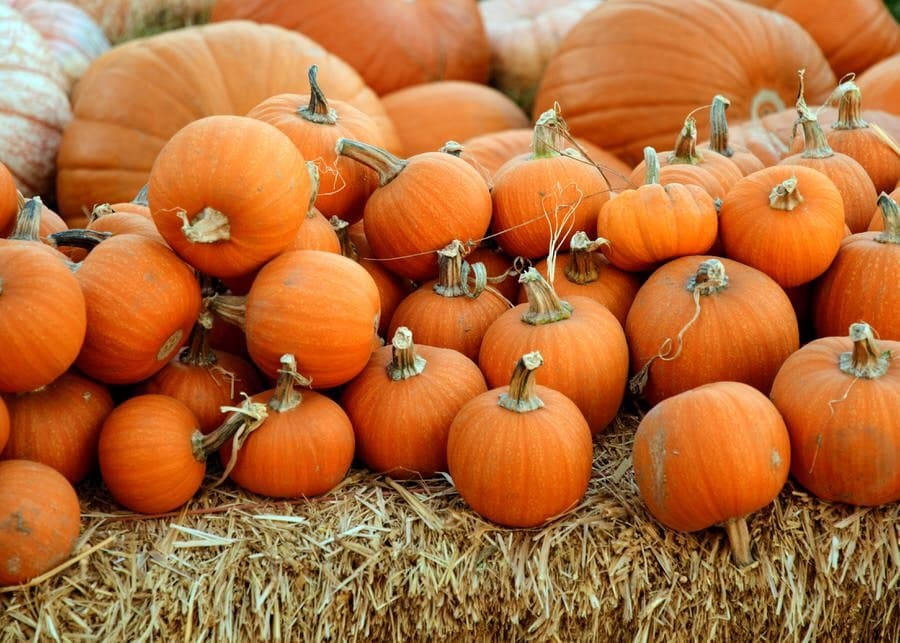Fall trivia questions and answers