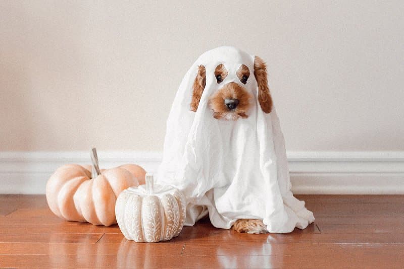 66de49c43555ab75c6fb5cf3 fall halloween optimized 19