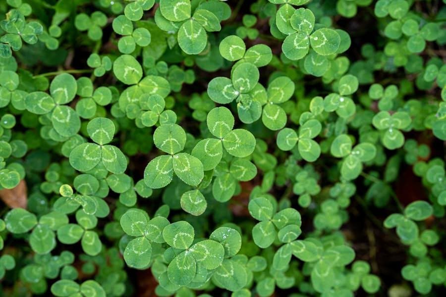 St patricks day activites optimized