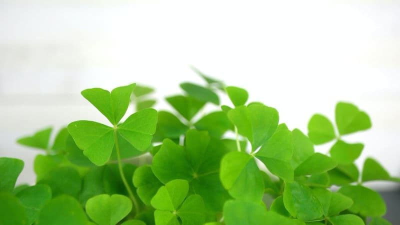 Fun St. Patrick's Day Icebreaker Games For Work