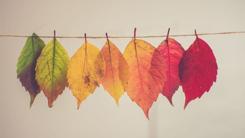 30 Fall Trivia Questions And Answers For Work