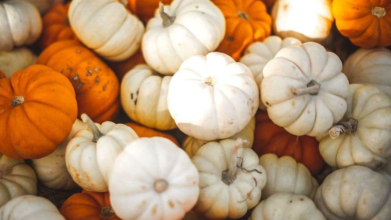 40 Fun Fall Icebreaker Questions For Team Building