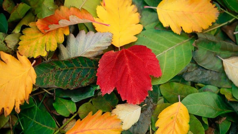 40 Fun Fall This Or That Questions For Team Building